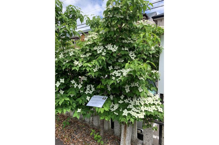 ヤマボウシ（山法師）開花のお知らせ